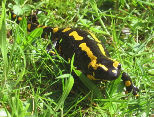 783px_Feuersalamander_portrait.jpg